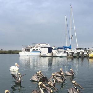 Meet your Posher, Dede